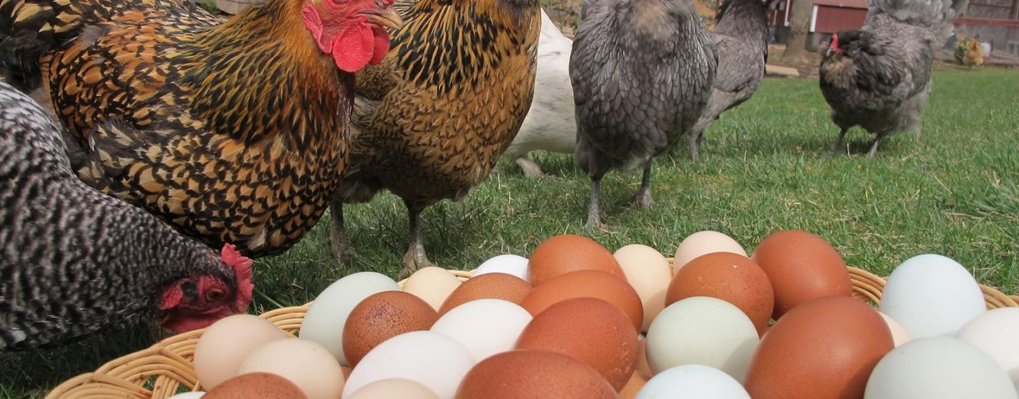 Chooks ignored in argument over free range egg labelling