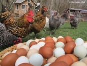 Chooks ignored in argument over free range egg labelling