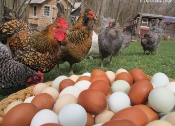 Chooks ignored in argument over free range egg labelling