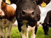 Leyonhjelm urges ACCC to investigate the Dairy Poll